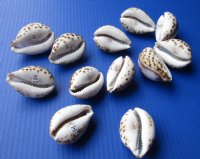 Wholesale Carved Zodiac Tiger Cowrie Shells 2-1/2 to 3 inch - 12 pcs @ $1.30 each; 96 pcs @ $1.17 each