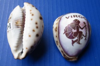 Wholesale Carved Zodiac Tiger Cowrie Shells 2-1/2 to 3 inch - 12 pcs @ $1.30 each; 96 pcs @ $1.17 each