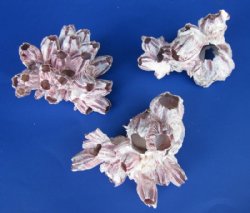 Wholesale Purple Barnacle Clusters 5" to 7" -  32 pcs @ $3.50 each 