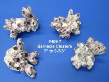 7" to 9" Wholesale Purple Barnacle Clusters (some are made from gluing smaller barnacles together)  - Case of 16 @ $5.25 each