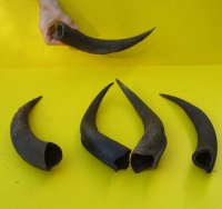 Kudu horns for sale 5 piece lot 12 to 14 inch - $25.00