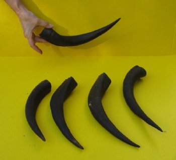 5 piece lot of 11 to 14 inch Greater Kudu Horns - $40.00