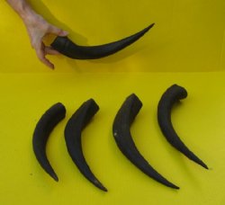5 piece lot of 11 to 14 inch Greater Kudu Horns - $40.00
