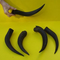 5 piece lot of 11 to 14 inch Kudu Horns - $40.00