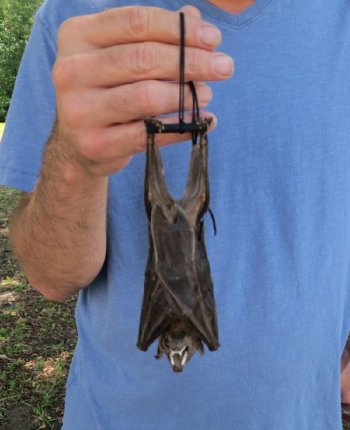 Wholesale Mummified  (Rousettus leschenaultii) Fruit Bats - $50.00 each; 4 or more @ $45.00 each