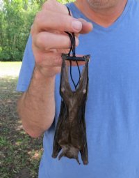 Wholesale Mummified  (Rousettus leschenaultii) Fruit Bats - $50.00 each; 4 or more @ $45.00 each