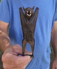 Wholesale Mummified  (Rousettus leschenaultii) Fruit Bats - $50.00 each; 4 or more @ $45.00 each