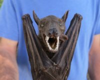 Wholesale Mummified  (Rousettus leschenaultii) Fruit Bats - $50.00 each; 4 or more @ $45.00 each