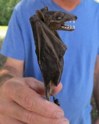 Wholesale Mummified  (Rousettus leschenaultii) Fruit Bats - $50.00 each; 4 or more @ $45.00 each