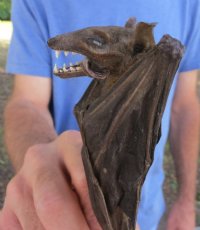 Wholesale Mummified  (Rousettus leschenaultii) Fruit Bats - $50.00 each; 4 or more @ $45.00 each