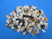 Wholesale Side cut mixed seashells in bulk 1" to 2" - 250 pcs @ $.02 each