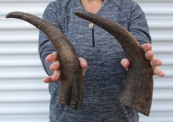 2 piece lot of 14-1/2 and 15 inch Semi polished buffalo horns $13/lot
