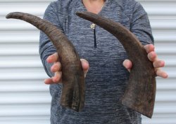 2 piece lot of 14-1/2 and 15 inch Semi polished buffalo horns $13/lot