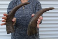 2 piece lot of 14-1/2 and 15 inch Semi polished buffalo horns $13/lot