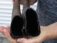 2 piece lot of 14-1/2 and 15 inch Semi polished buffalo horns $13/lot