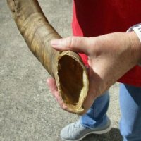 22 inch Goat Horn for sale - $20.00
