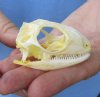 Iguana Skulls Hand Picked Pricing