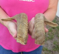 12 and 13 inch matching pair of ram sheep horns for sale. You are buying the pair of sheep horns pictured for $20.00