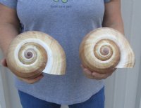 Two hand picked 8 inch Tonna Olearium, tun seashells (You are buying the shells shown) for $22  