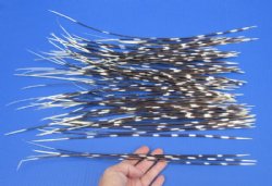 100 Thin Porcupine quills 10 to 18 inches for $70
