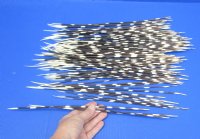 100 Thin Porcupine quills 11 to 14 inches - You are buying the quills shown for $70