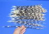 100 Thin Porcupine quills 11 to 14 inches - You are buying the quills shown for $70