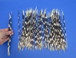 Porcupine Quills, Thin and Thick, Hand Picked