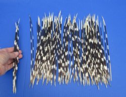 100 Thin Porcupine quills 9 to 12 inches for $70