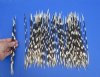 100 Thin Porcupine quills 9 to 12 inches - You are buying the quills shown for $70
