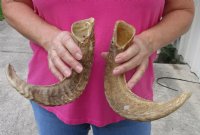 16 and 17 inch matching pair of ram sheep horns for sale. You are buying the pair of sheep horns pictured for $18.00