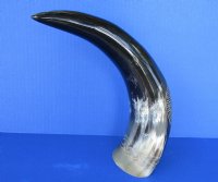 Wholesale Polished Buffalo Horns with a Carved Sunburst Emblem with Rope Design - 8 inches to 18 inches around curve - Packed: 2 pcs @ $14.50 each; Packed: 8 pcs @ $13.00 each