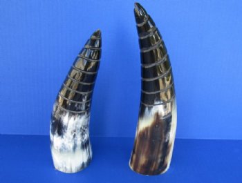 Wholesale Polished Cattle/Cow Horns with a spiral cut Design - 8 inches to 11 inches - 2 pcs @ $10.00 each; 12 pcs @ $9.00 each