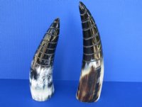 Wholesale Polished Buffalo Horns with a spiral cut Design - 8-1/2 inches to 10 inches around curve -(you will receive horns similar to those pictured - no 2 will be identical) - Packed: 2 pcs @ $10.00 each; Packed: 12 pcs @ $9.00 each