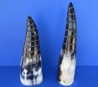 Wholesale Polished Buffalo Horns with a spiral cut Design - 8-1/2 inches to 10 inches around curve -(you will receive horns similar to those pictured - no 2 will be identical) - Packed: 2 pcs @ $10.00 each; Packed: 12 pcs @ $9.00 each