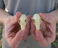 Old World Fruit Bat Skulls (Rousettus Leschenaultii) measuring 1-1/2" to 1-3/4" long -  $20.00 each; 6 or more @ $18.00 each