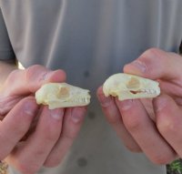 Old World Fruit Bat Skulls (Rousettus Leschenaultii) measuring 1-1/2" to 1-3/4" long -  $20.00 each; 6 or more @ $18.00 each
