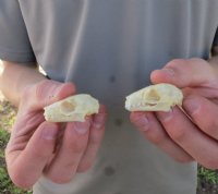 Old World Fruit Bat Skulls (Rousettus Leschenaultii) measuring 1-1/2" to 1-3/4" long -  $20.00 each; 6 or more @ $18.00 each