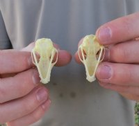 Old World Fruit Bat Skulls (Rousettus Leschenaultii) measuring 1-1/2" to 1-3/4" long -  $20.00 each; 6 or more @ $18.00 each