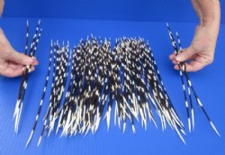100 thin Porcupine Quills 10 to 14 inches for $70.00