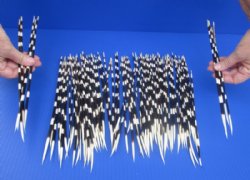 100 thin Porcupine Quills 11 to 14 inches for $70.00