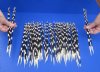 100 thin Porcupine Quills 11 to 14 inches - You are buying the quills shown for $70.00 