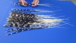 100 thin Porcupine Quills 12 to 21 inches for $70.00
