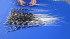 100 thin Porcupine Quills 12 to 21 inches - You are buying the quills shown for $70.00 