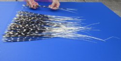 100 thin Porcupine Quills 12 to 22 inches for $70.00