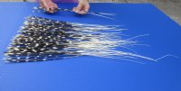 100 thin Porcupine Quills 12 to 22 inches - You are buying the quills shown for $70.00 