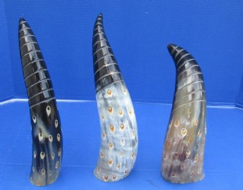 Wholesale Decorative Polished Cattle/Cow drinking horns with spiral carved lines and dots design. 2 pcs @ $14.25 each; 8 pcs @ $12.80 each