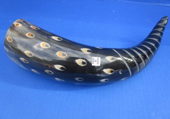 Wholesale Decorative Polished Cattle/Cow drinking horns with spiral carved lines and dots design. 2 pcs @ $14.25 each; 8 pcs @ $12.80 each