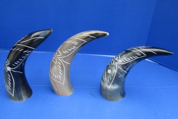 Wholesale Decorative Polished Bufflao drinking horns with carved flower burst design - 2 pcs @ $14.25 each; 8 pcs @ $12.80 each