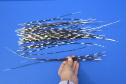 50 Porcupine quills 11 to 18 inches for $40