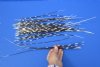 50 Porcupine quills 11 to 18 inches - You are buying the quills shown for $40